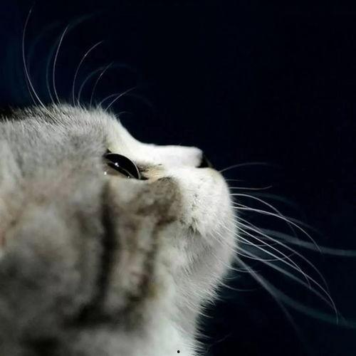 吃瓜娱乐酱抱枕猫,吃瓜娱乐酱带你领略萌宠魅力 第2张 吃瓜娱乐酱抱枕猫,吃瓜娱乐酱带你领略萌宠魅力 第2张